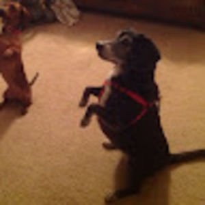 Meet your Posher, Roya